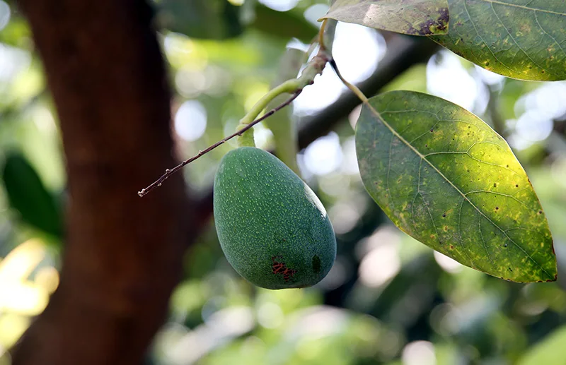 Avokado