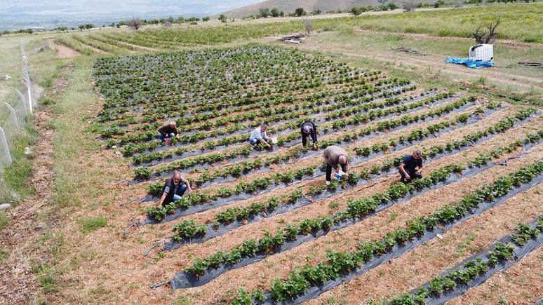 Ticari Amaçla Kurulan İlk Böğürtlen Bahçesi